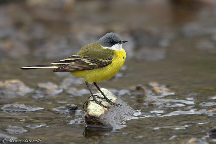 Cutrettola - Motacilla flava